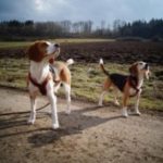 Juckreiz und Rötungen - Hund Luke leidet daran, bis sein Futter auf Grundlage des Cytolisa Tests umgestellt wird.
