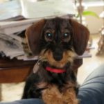 Hund Mattes hat ständig Durchfall und einen entzündeten Darm. Schließlich wird auf Grundlage des Cytolisa Tests das Futter umgestellt und der Durchfall verschwindet...
