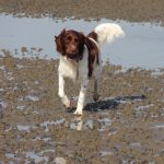 Der Cytolisa Immuntest für Tiere hilft bei vielen Beschwerden
